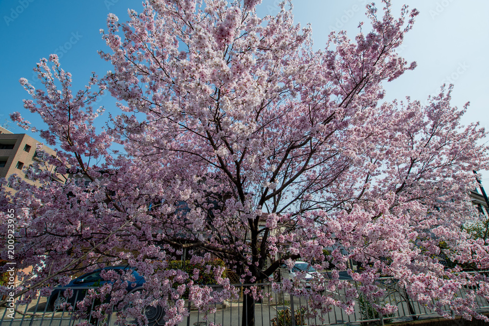 Japan Sakura cherry blossom Kawazu-zakura 日本 河津桜