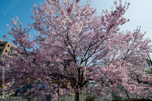 Japan Sakura cherry blossom Kawazu-zakura                 