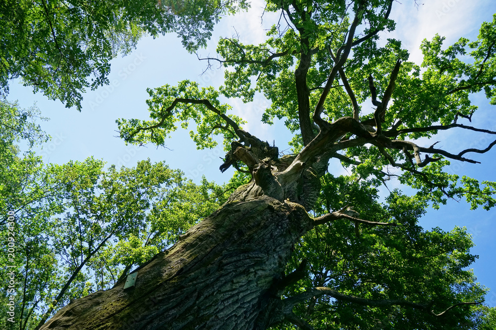 Fototapeta premium Landschaft um den Ort Buckow in der Märkischen Schweiz in Brandenburg - alte Eiche