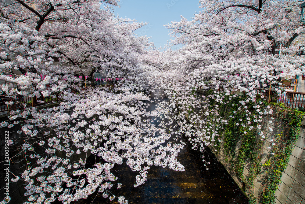 Japan Tokyo Nakameguro Sakura cherry blossom 日本 桜 中目黒 Japan Tokyo Nakameguro Sakura cherry blossom 日本 桜 中目黒