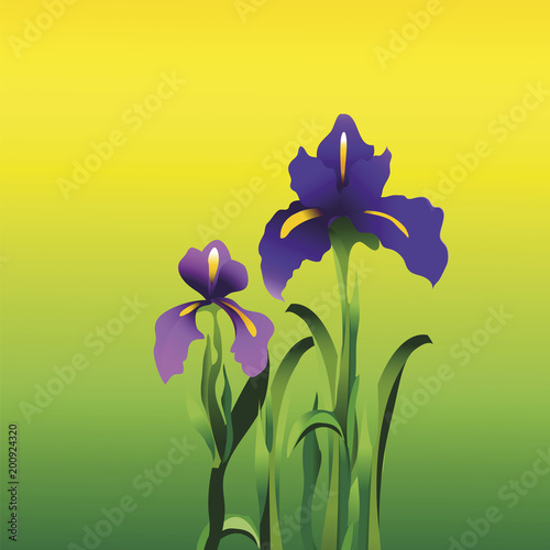 Fototapeta Naklejka Na Ścianę i Meble -  Two iris flowers on the field
