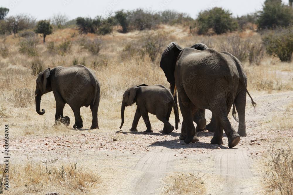 Fototapeta premium Elephant in Ruaha National Park, Tanzania