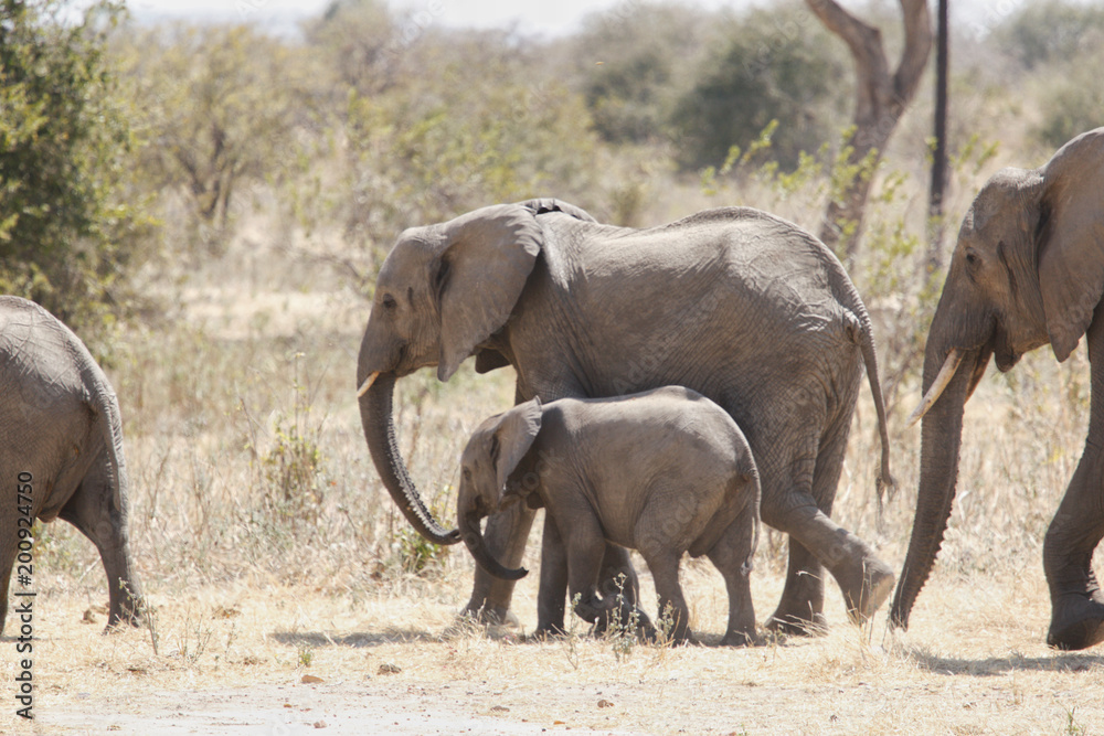 Elephant in Ruaha National Park, Tanzania