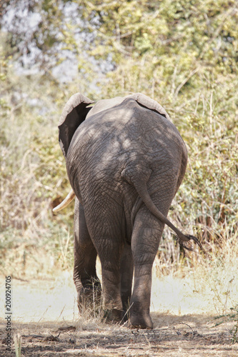 Elephant in Ruaha National Park, Tanzania photo