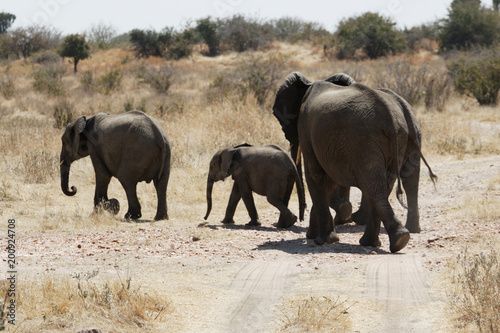 Elephant in Ruaha National Park, Tanzania photo