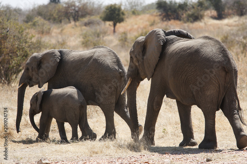 Elephant in Ruaha National Park, Tanzania photo