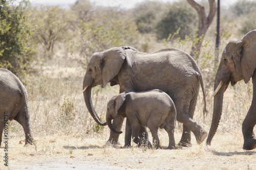 Elephant in Ruaha National Park  Tanzania