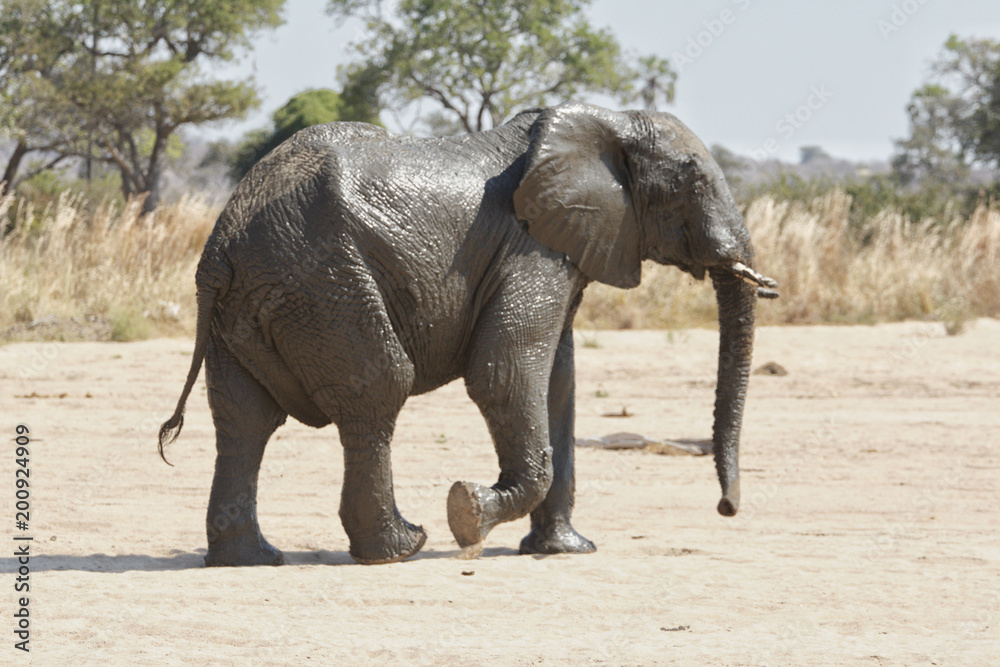 Fototapeta premium Elephant in Ruaha National Park, Tanzania