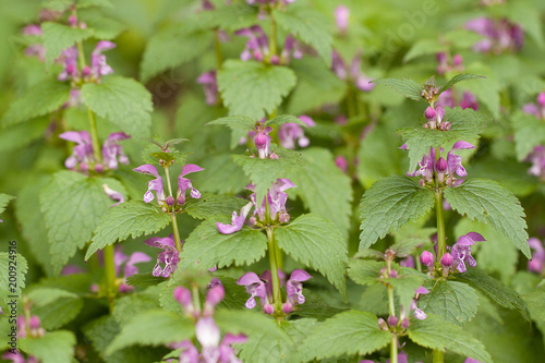 wild plant nepeta with lilac flowers