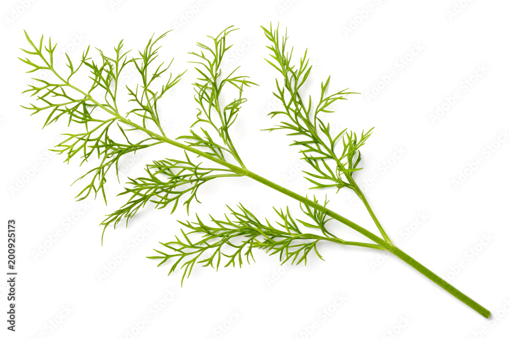 Obraz premium fresh dill weed isolated on white