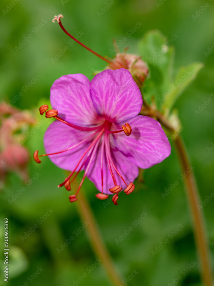 Obraz premium Geranium in the home garden, selective focus