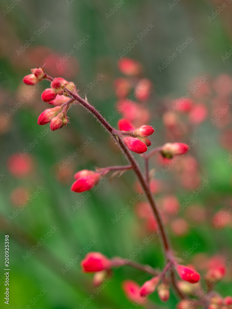 Coral bells (Heuchera) flower blooming in spring garden