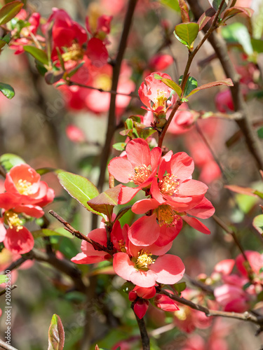 Chaenomeles branch in blossom. Chaenomeles japonica.Macro shot