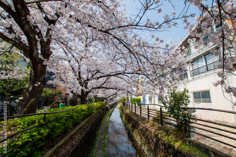 Japan Sakura cherry blossom Kawazu-zakura 日本 河津桜 Japan Sakura cherry blossom Kawazu-zakura 日本 河津桜