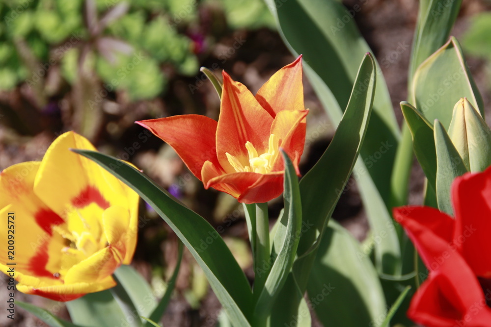 orange tulpe in der frühlingssonne