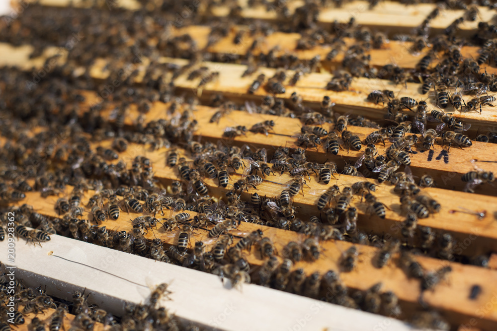 a young beekeeper controls the development of a bee colony