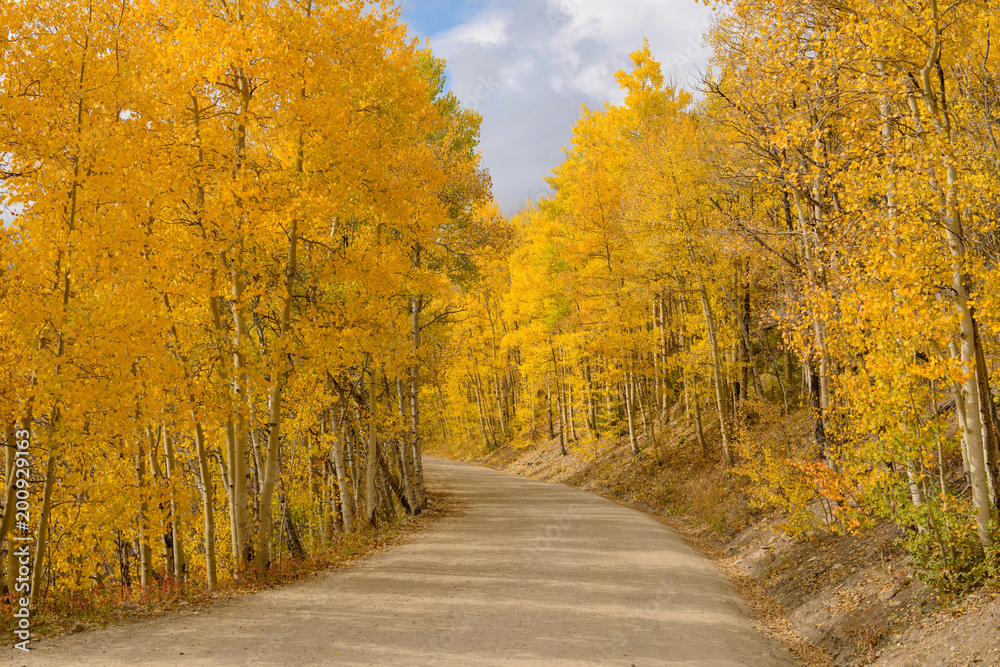 Aspen Grove - The sun shines on a unpaved mountain road, winding through a dense aspen grove in golden autumn of Colorado, Boreas Pass, Breckenridge, Colorado, USA.