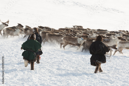 Three reindeer herders catching deer, Yamal, Russia