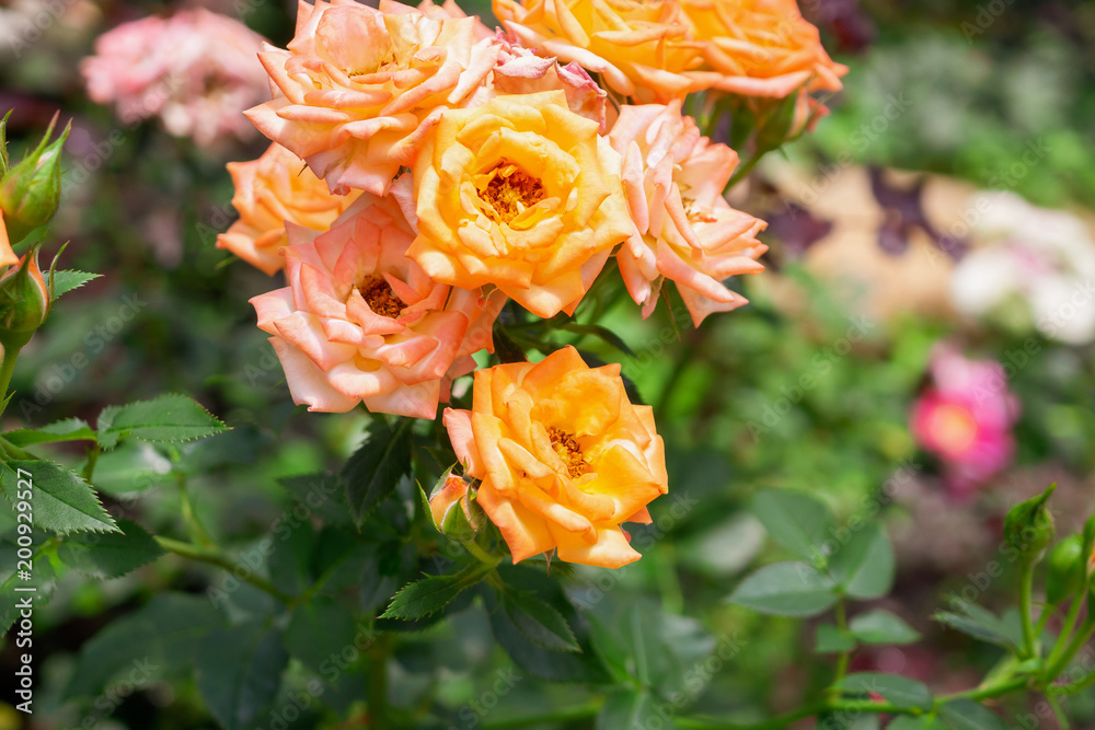 Beautiful fresh natural roses in flower garden Beautiful fresh natural roses in flower garden