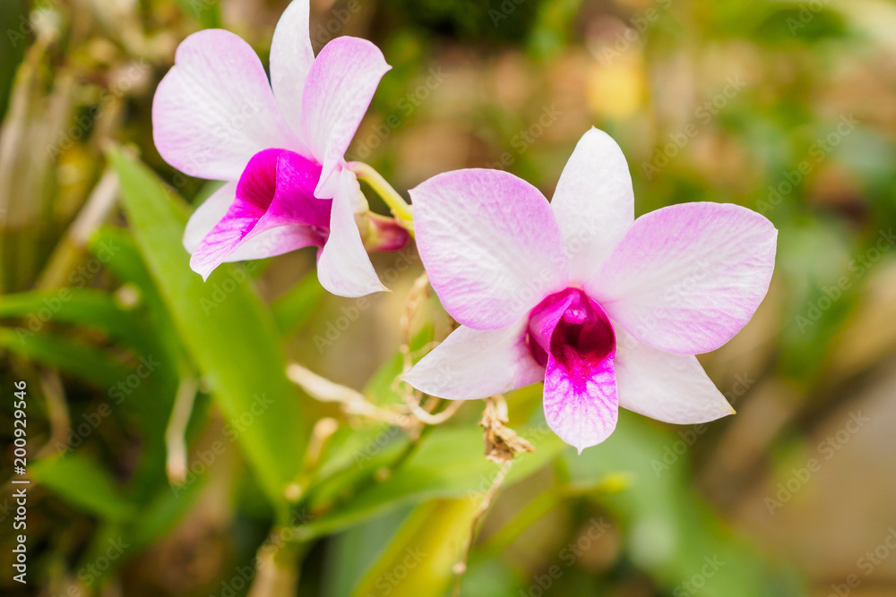Fresh natural Orchids flower close up at the garden Fresh natural Orchids flower close up at the garden