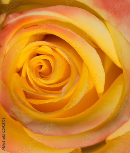 Beautiful macro of yellow rose