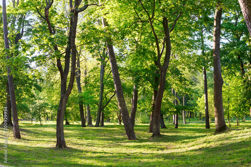 Sunny morning in a beautiful, green spring Park.