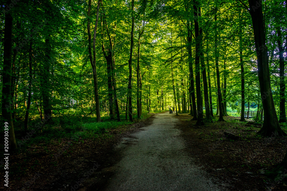 Path to walk inside forest in Haagse Bos, forest in The Hague