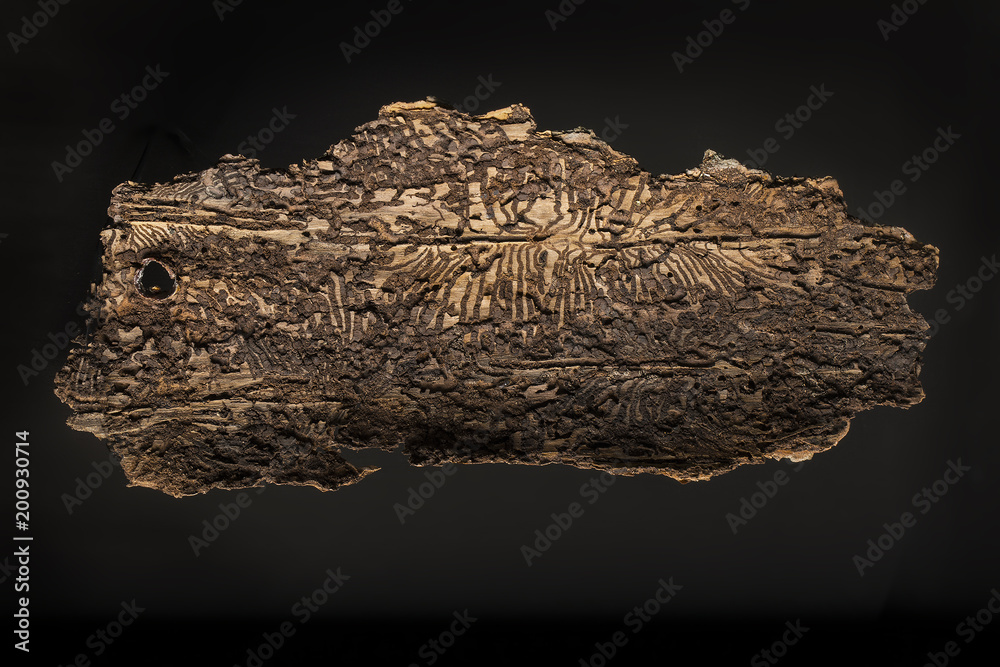 Fototapeta premium bark of spruce after bark beatles attack