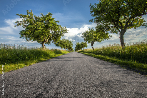asphalt road with lying apple trees