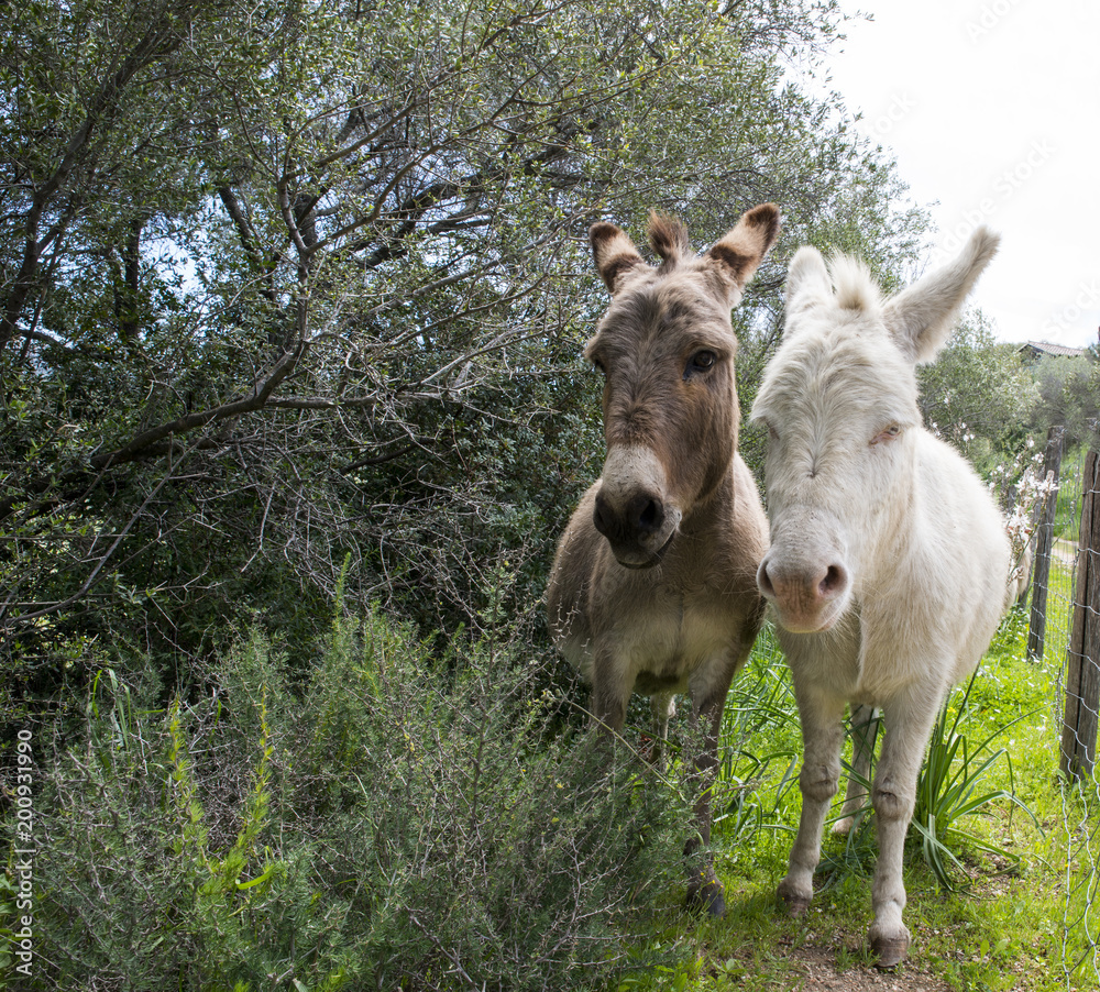 brown and white donkey together brown and white donkey together