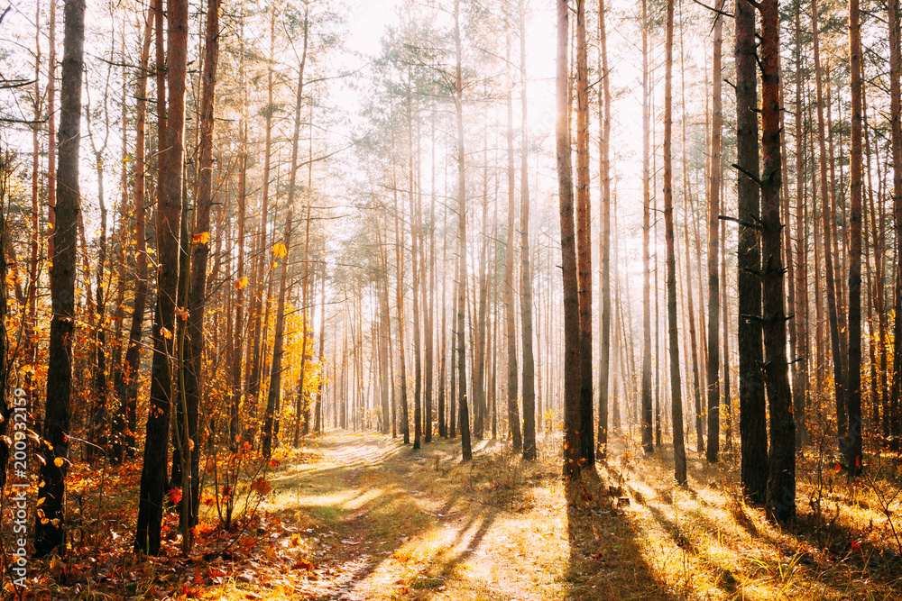 Obraz premium Sun Shining Through Forest Woods Over Lane, Country Road. Path, 