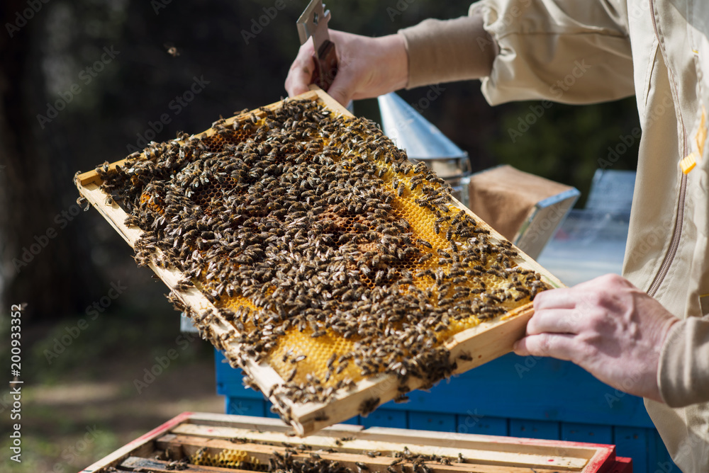 a young beekeeper controls the development of a bee colony a young beekeeper controls the development of a bee colony