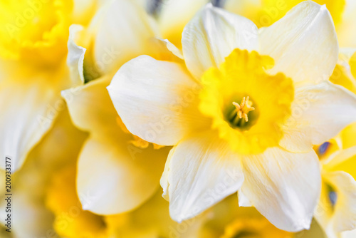 Beautiful yellow daffodils close