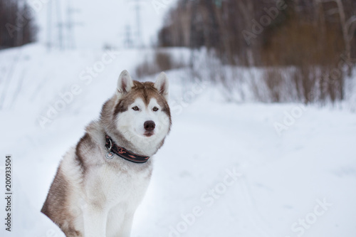 Close-up Portrait of beautiful siberian husky dog sitting on the snow in winter forest on the slope and observing mountais. Image of Husky topdog looks like a wolf