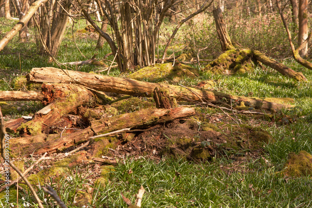 rotting woodl rotting woodl