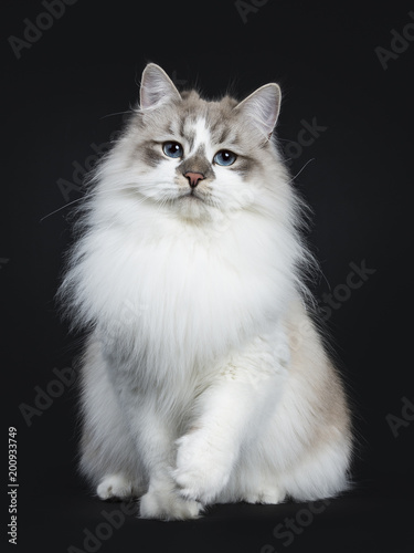 Pretty young adult blue tabby point Neva Masquerade cat sitting facing front with paw slightly lifted in air isolated on black background © Nynke