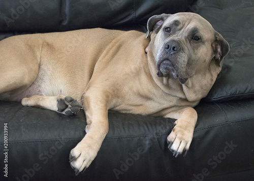 Large female tan colored mastiff mix is contentedly lounging of a black leather sofa.