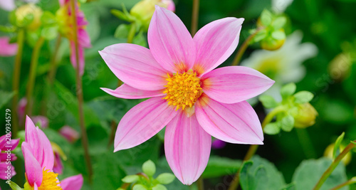 Fototapeta Naklejka Na Ścianę i Meble -  Dahlia on background of flowerbeds. Wide photo.