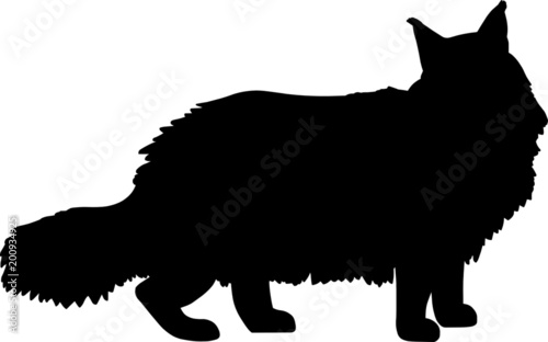 Maine Coon Cat