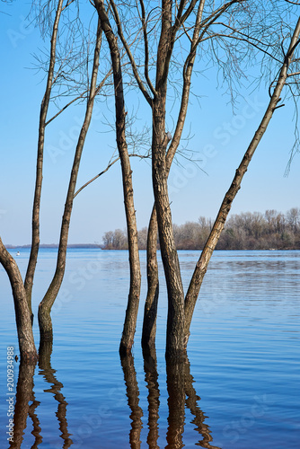 Beautiful spring landscape. Trees are in the water because of the high water © arostynov