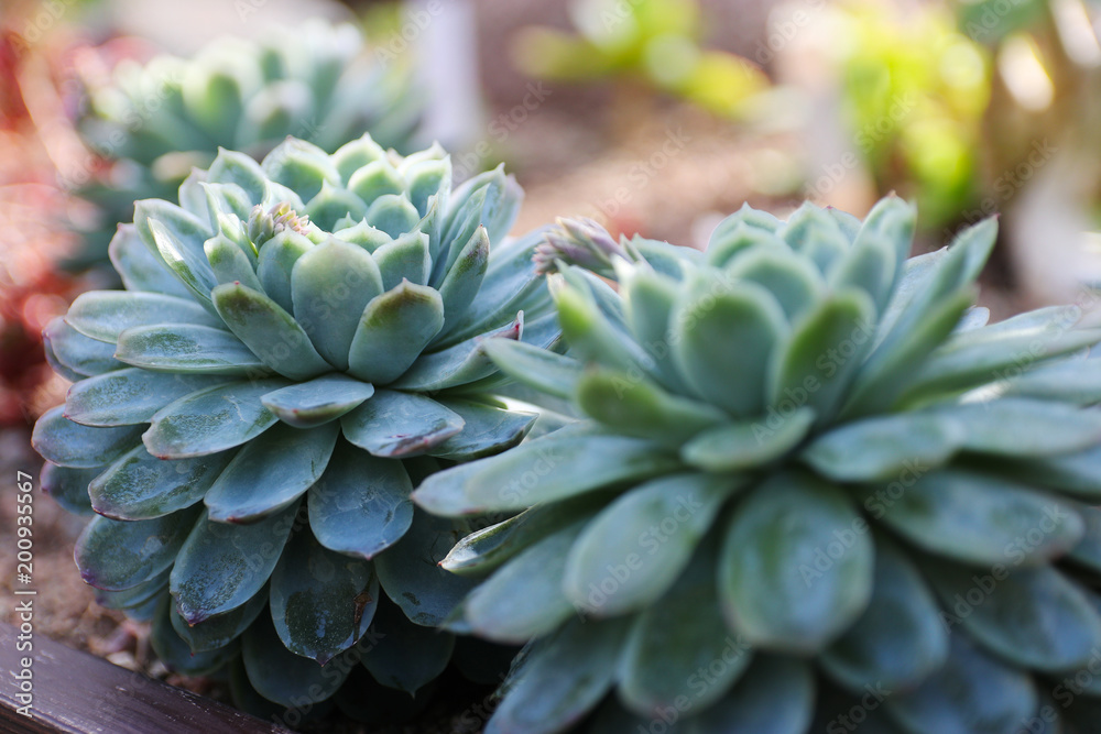 two Succulent Echeveria background close-up top view two Succulent Echeveria background close-up top view