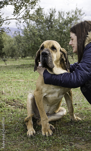 Dog fila brasileiro Stock Photo