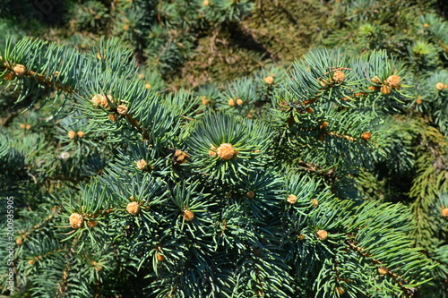 Picea pungens, Picea, spruce, tree