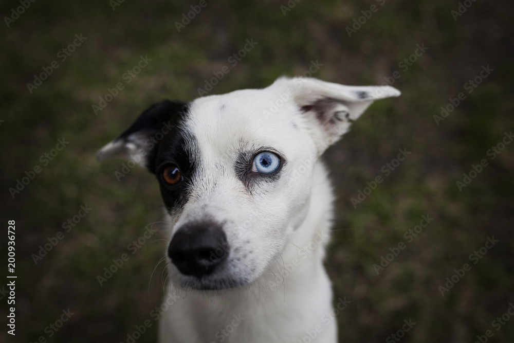 portrait of surprised dog with blue eye portrait of surprised dog with blue eye
