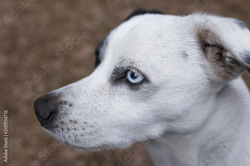 portrait of a sad dog with a blue eye