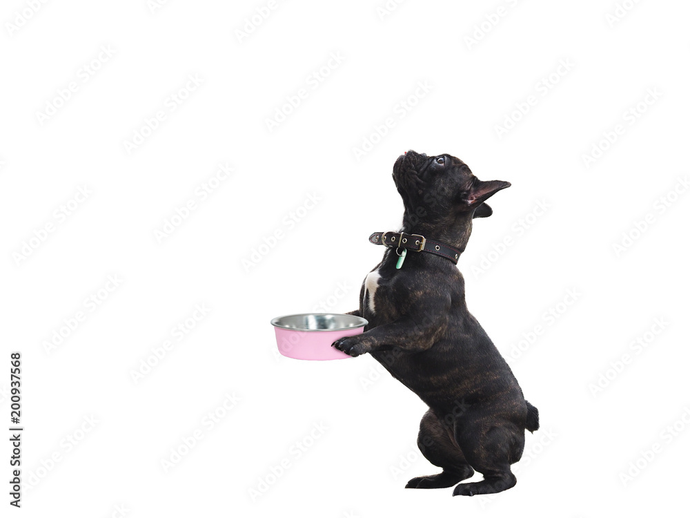 Funny dog with bowl of food in his paws