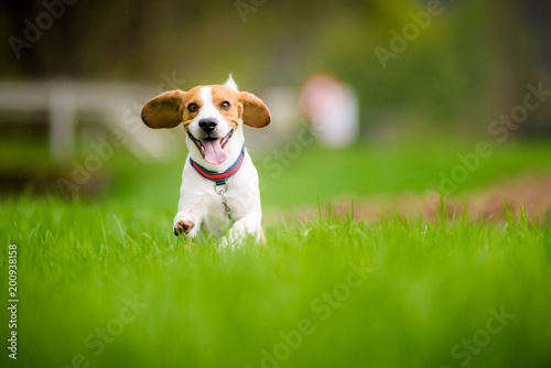 Beagle dog running through green field