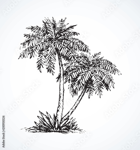 Palm on beach.  Vector drawing