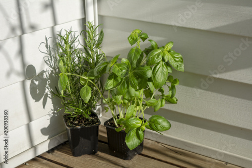 Basil and rosemary plant in sunlight