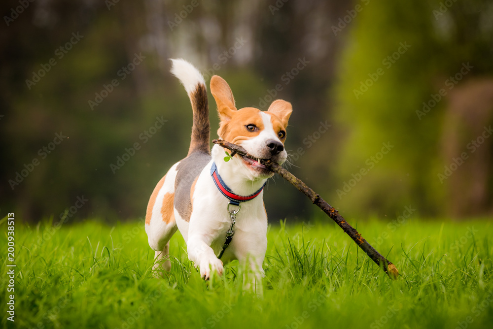 Beagle dog in a field runs with ears up and a stick Beagle dog in a field runs with ears up and a stick